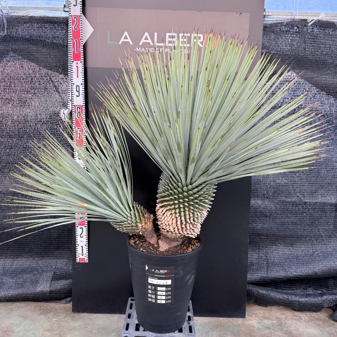 J*7様 【AL1108】ユッカ　ロストラータ　ダブルヘッド　極太　シルバーブル