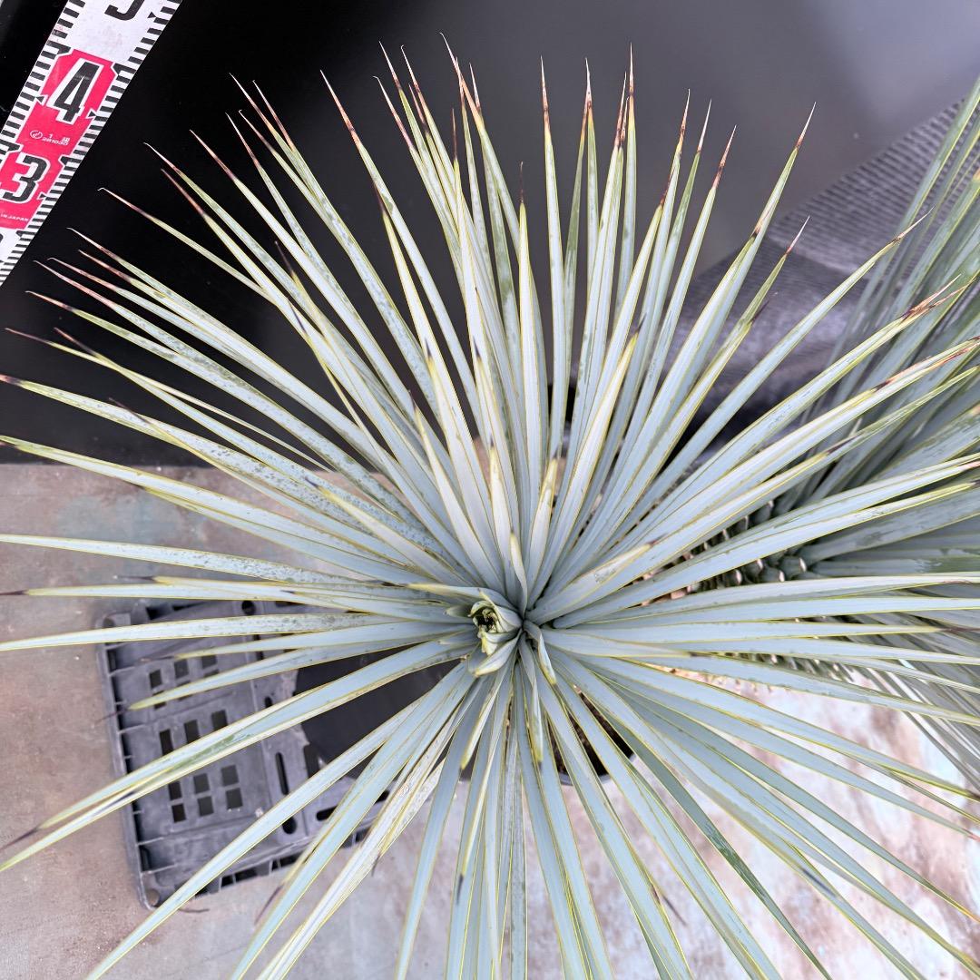 J*7様 【AL1108】ユッカ　ロストラータ　ダブルヘッド　極太　シルバーブル