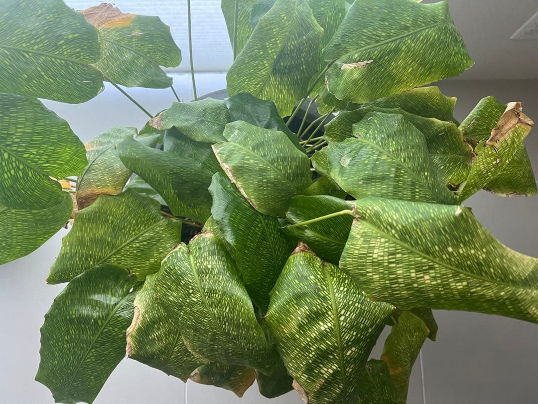 カラテアムサイカ　希少　観葉植物　鉢付