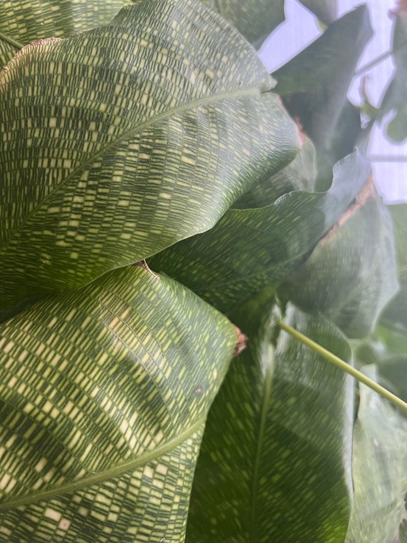 カラテアムサイカ　希少　観葉植物　鉢付