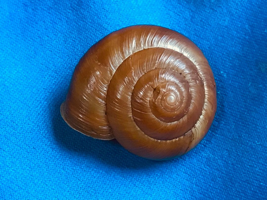 貝標本　Euhadra grata emurai sp赤茶色特殊個体レア個体