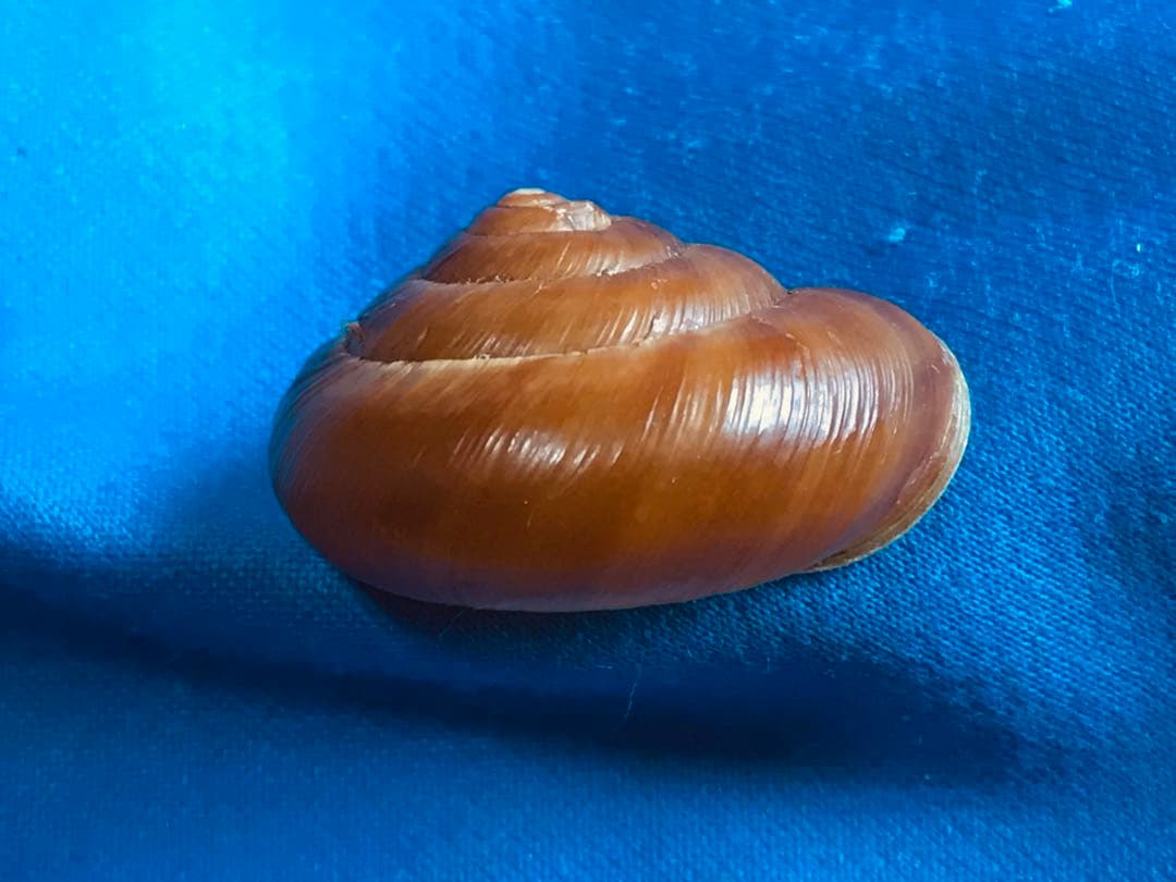 貝標本　Euhadra grata emurai sp赤茶色特殊個体レア個体