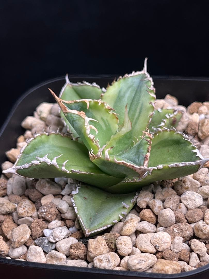 EMP アガベ チタノタ 白豪刺 錦 / AG1-896