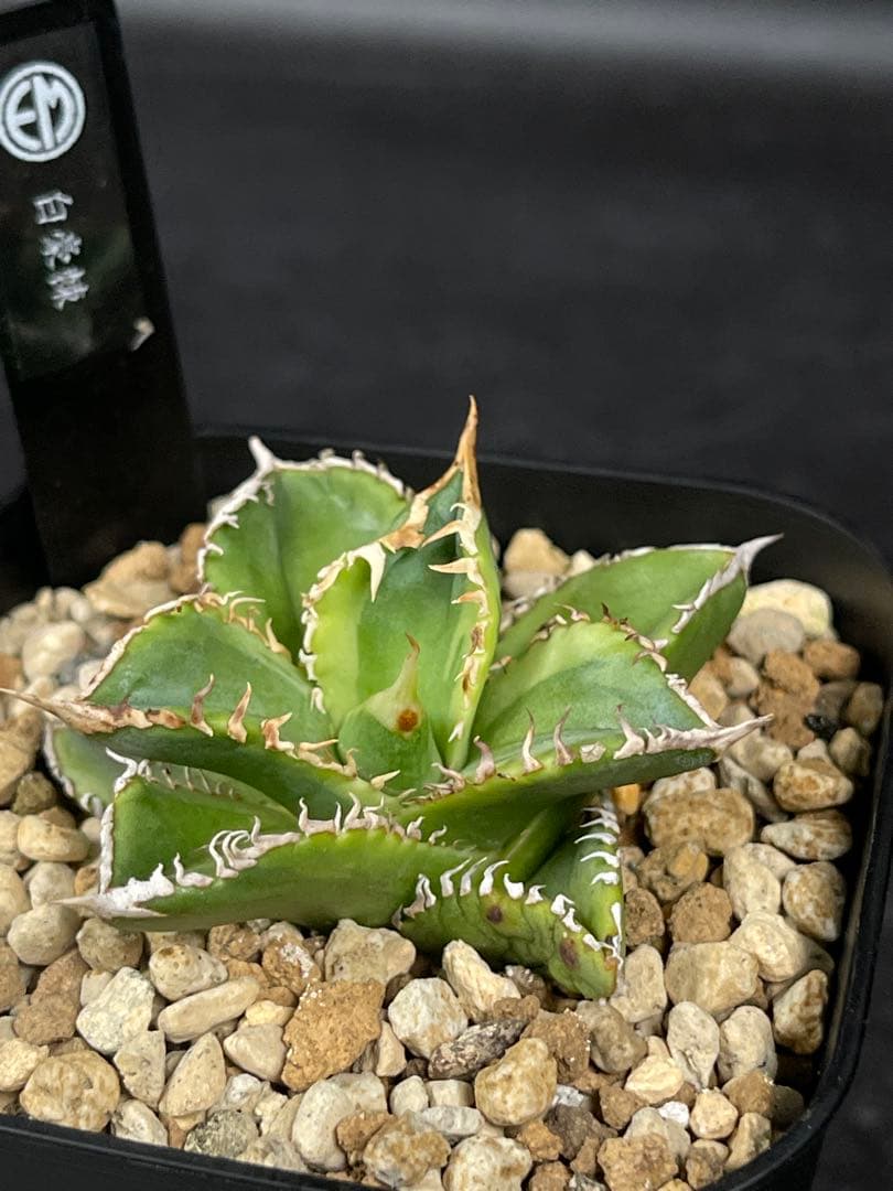 EMP アガベ チタノタ 白豪刺 錦 / AG1-896