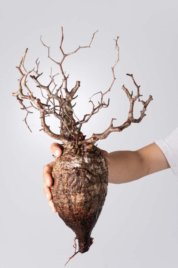 LP75 オペルクリカリア パキプス コーデックス ベアルート株