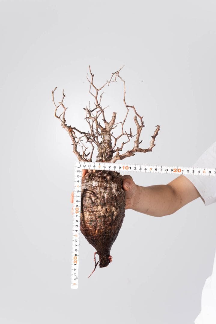 LP75 オペルクリカリア パキプス コーデックス ベアルート株