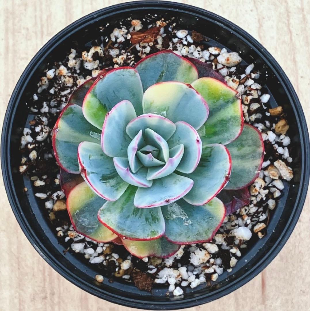 お纏め　多肉植物　アミスター錦　抜き苗