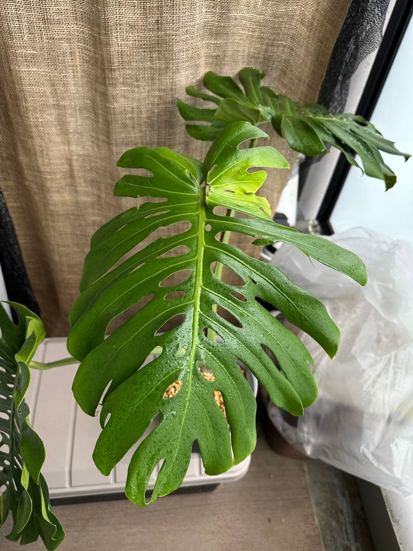 モンステラデリシオーサ マクロコズム 6号鉢 トップカット