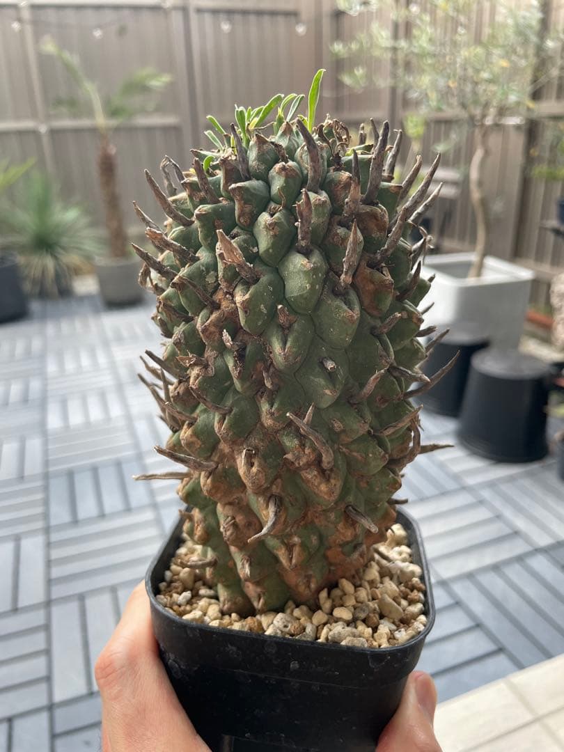 闘牛角　スコエンランディ　現地球