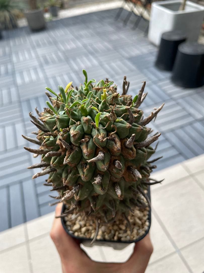 闘牛角　スコエンランディ　現地球