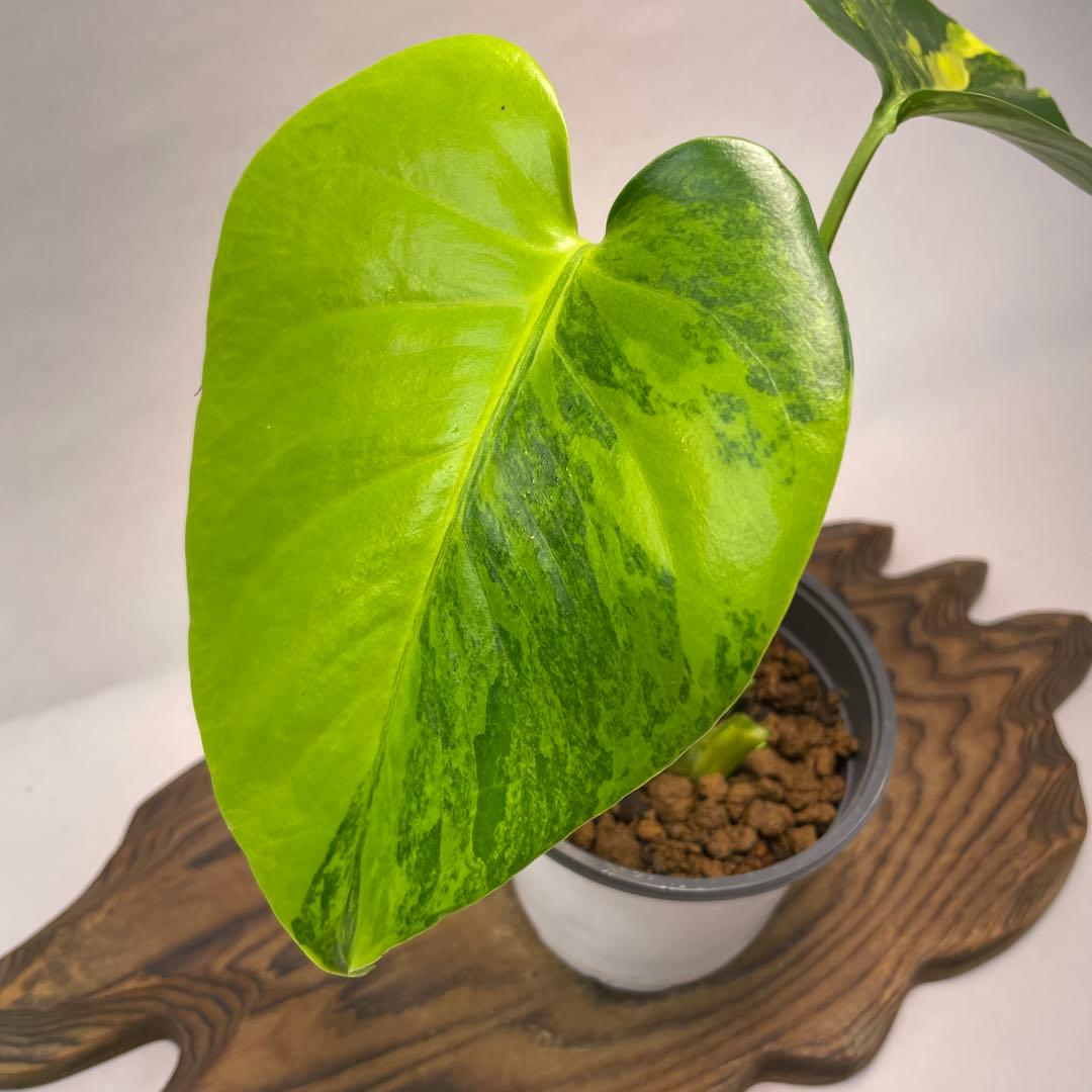 に*y様 L022モンステラデリシオーサ イエローマリリン