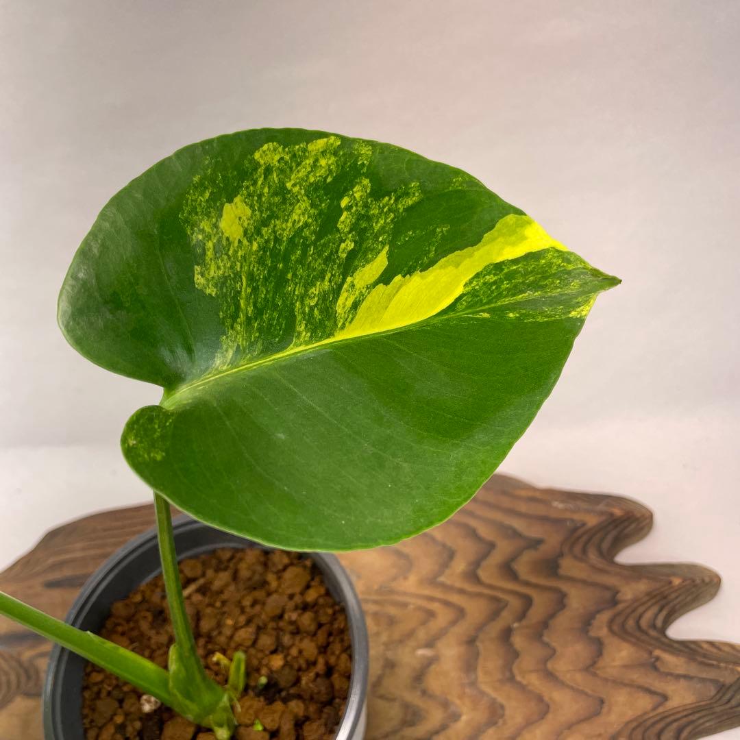 に*y様 L022モンステラデリシオーサ イエローマリリン