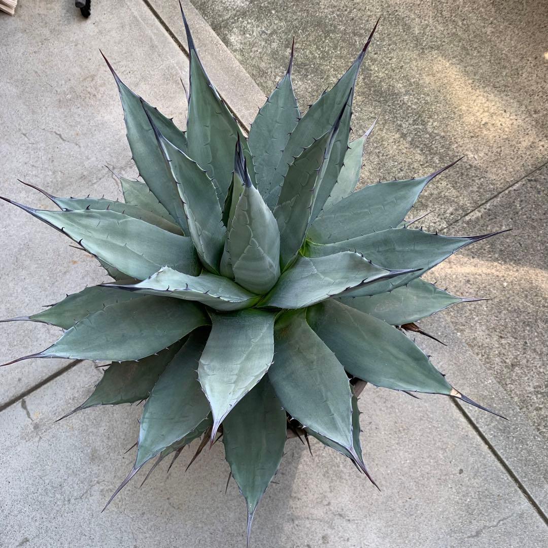 青メリコ　　大株