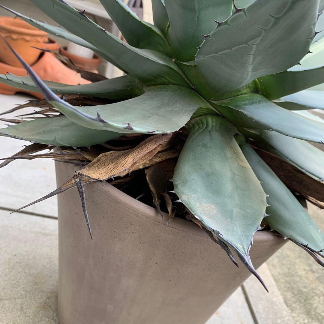 青メリコ　　大株