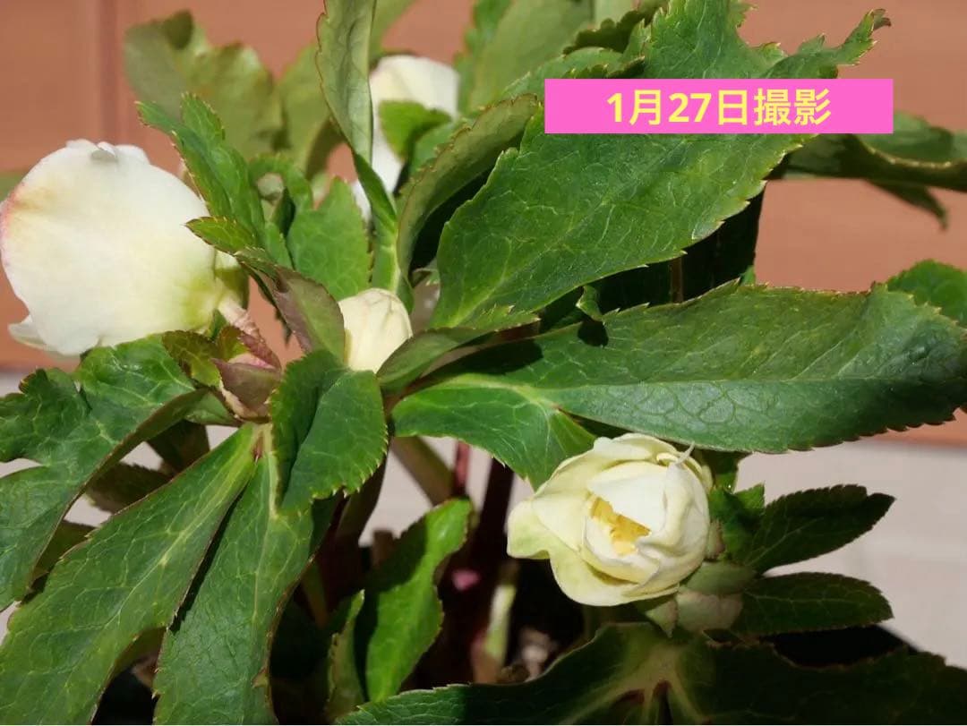 クリスマスローズ 『ディオーネ 』 加藤農園 認定