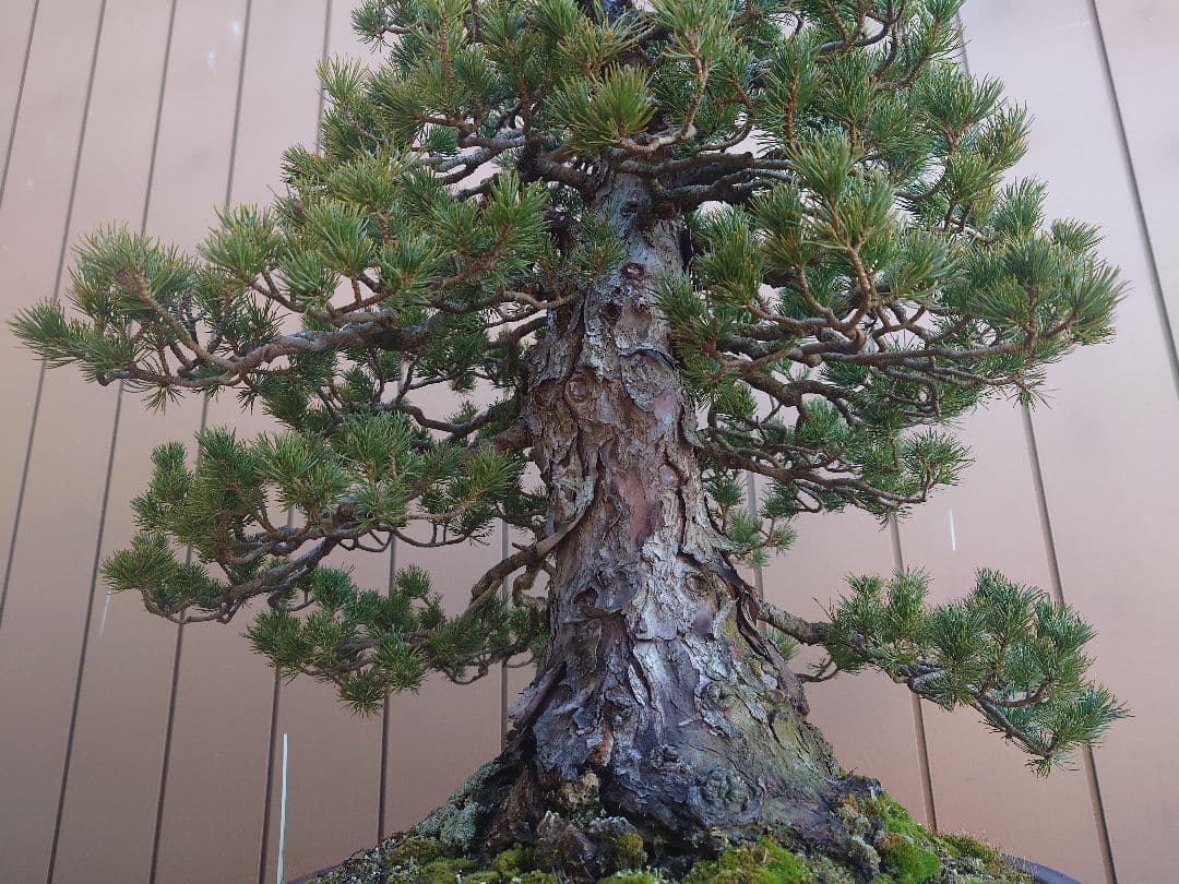 盆栽　瑞祥　五葉松　樹高58cm