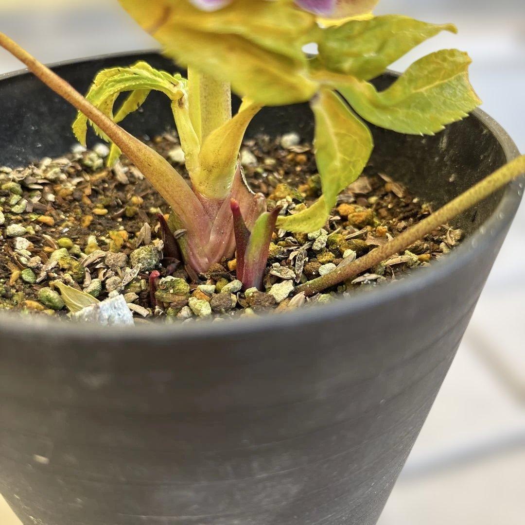 takanen 様ご依頼品②認定ソレイユ　広瀬園芸　クリスマスローズ