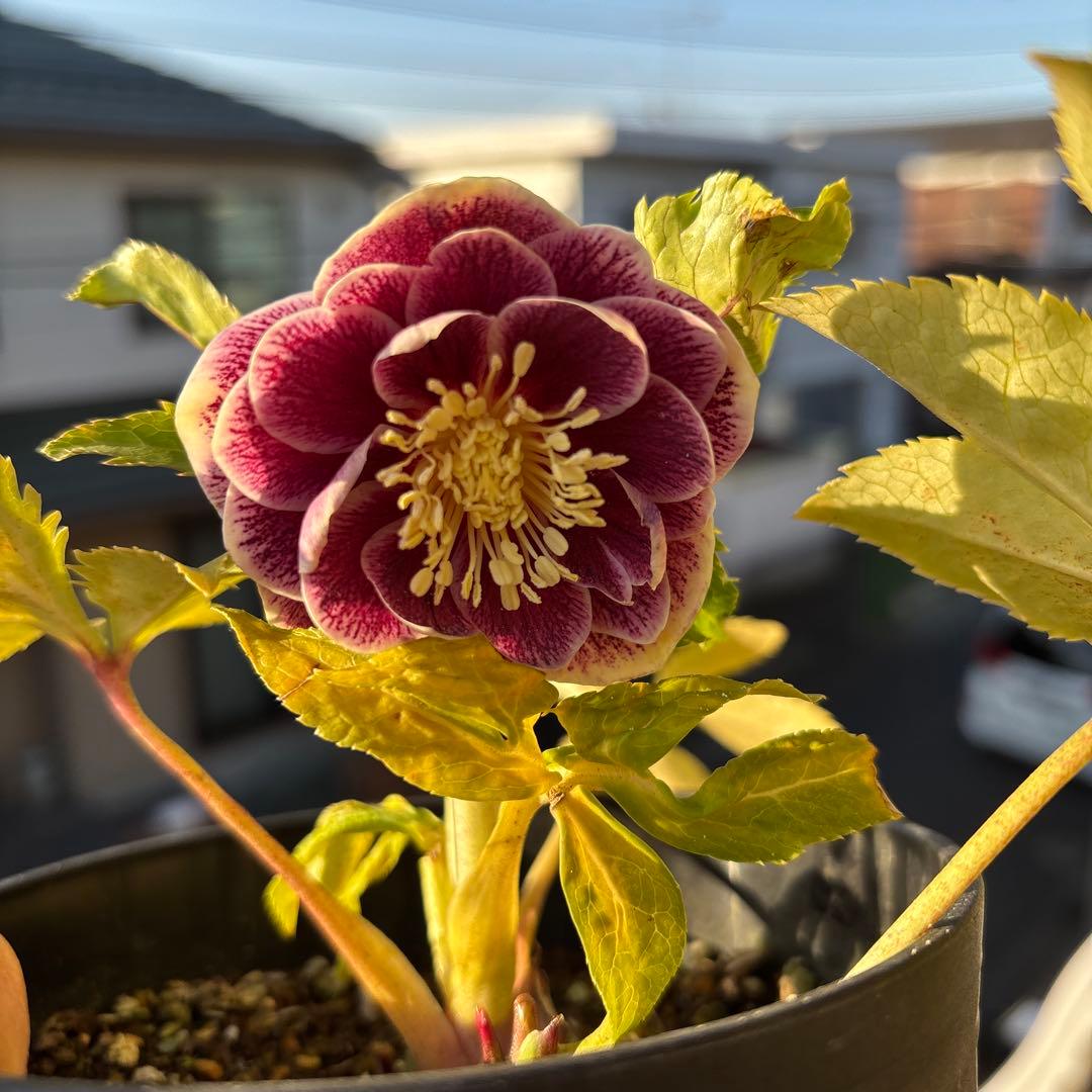 takanen 様ご依頼品②認定ソレイユ　広瀬園芸　クリスマスローズ