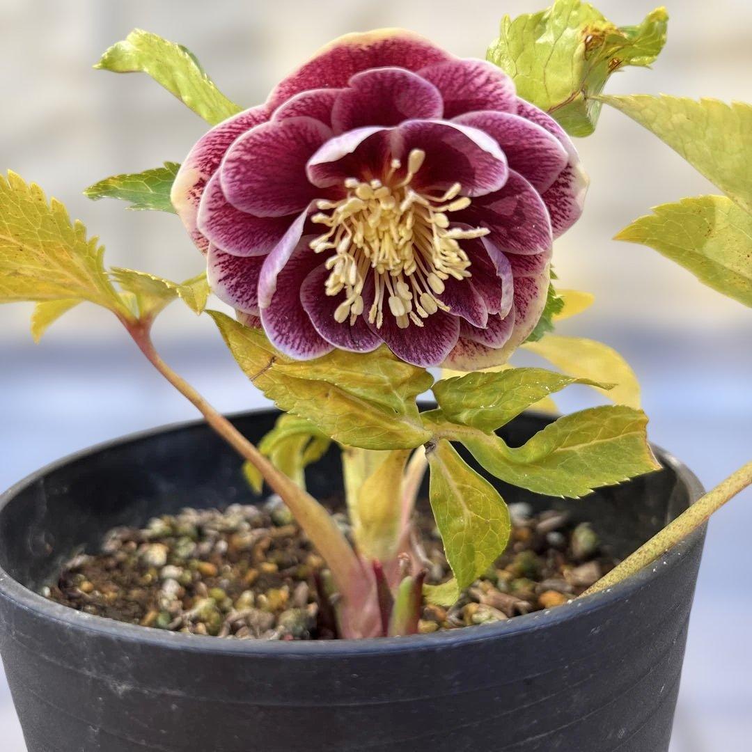 takanen 様ご依頼品②認定ソレイユ　広瀬園芸　クリスマスローズ