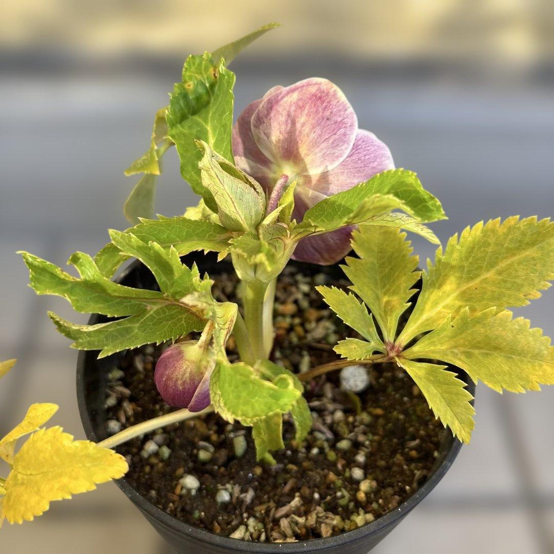 takanen 様ご依頼品②認定ソレイユ　広瀬園芸　クリスマスローズ