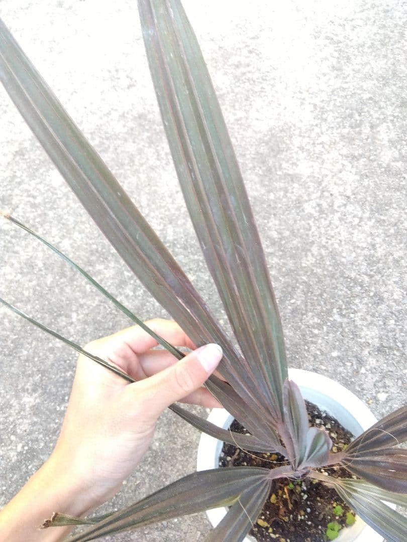 ビスマルキア　ノビリス　6号鉢つき　①