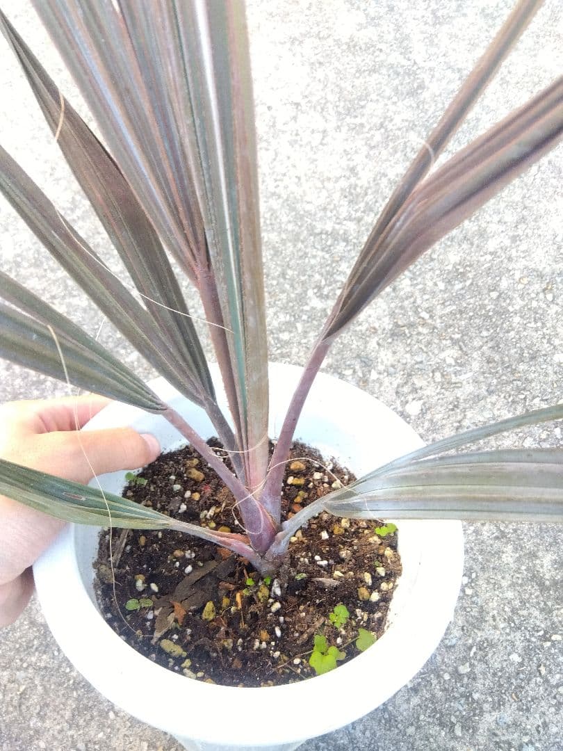 ビスマルキア　ノビリス　6号鉢つき　①