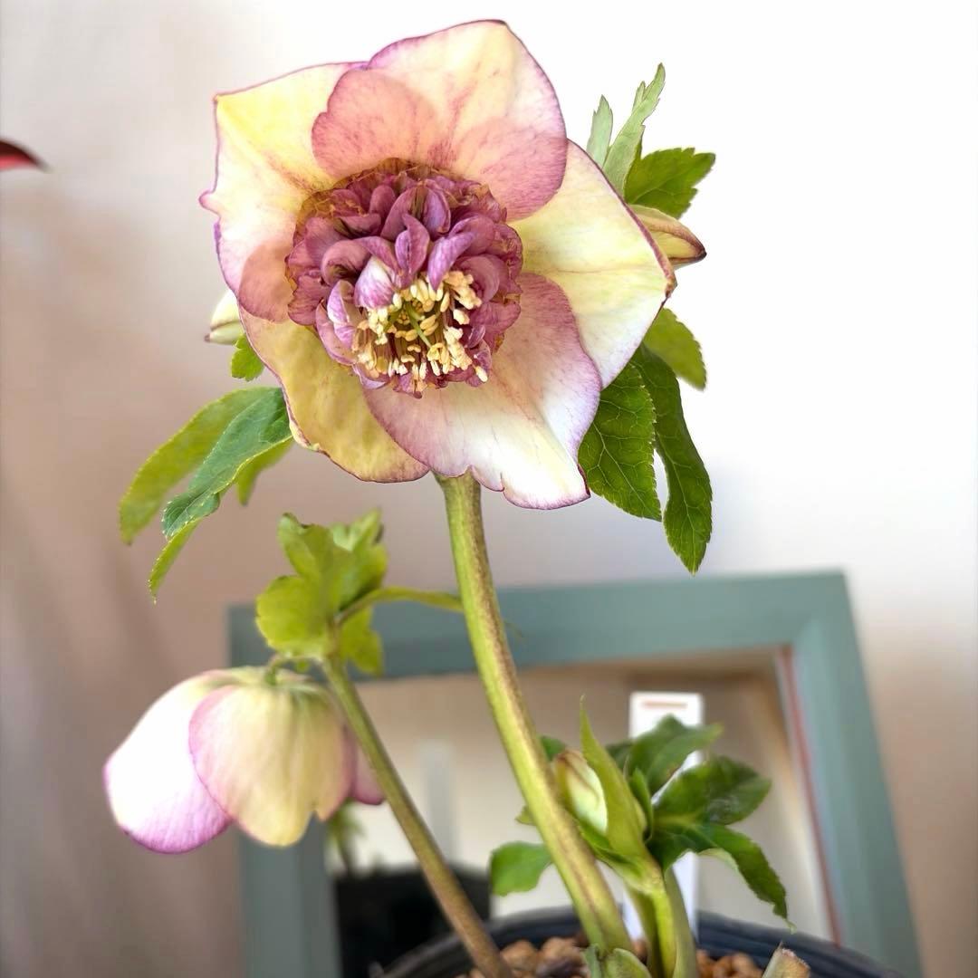 【加藤農園】クリスマスローズ　認定モーリープリマヴェーラ《1/19》