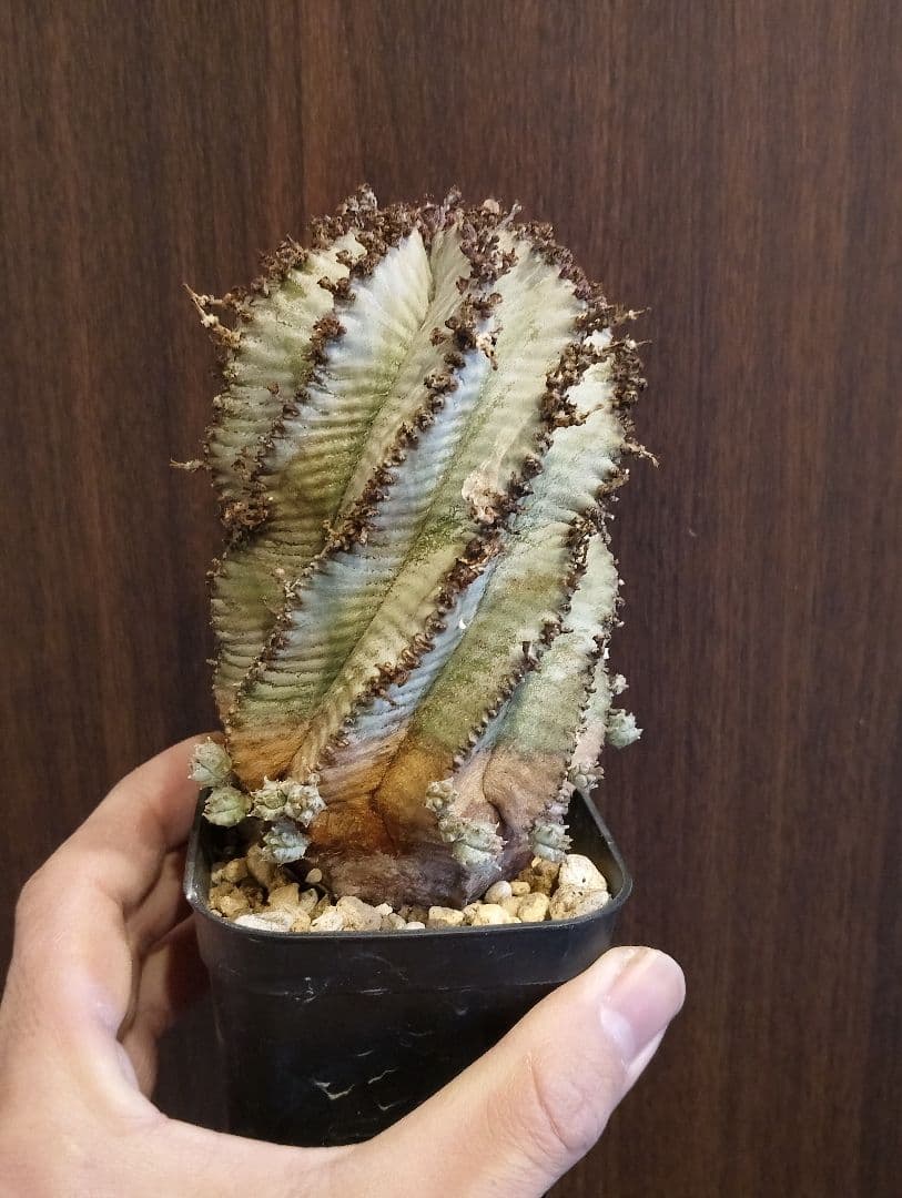 \"特選 美株\" ユーフォルビア 螺旋 ホリダ