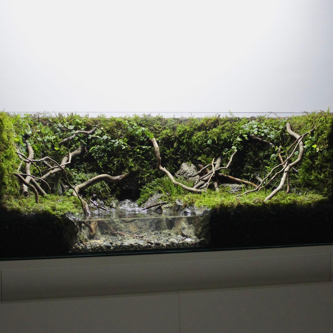 夕方　オーダー作品　アクアテラリウム　イモリウム