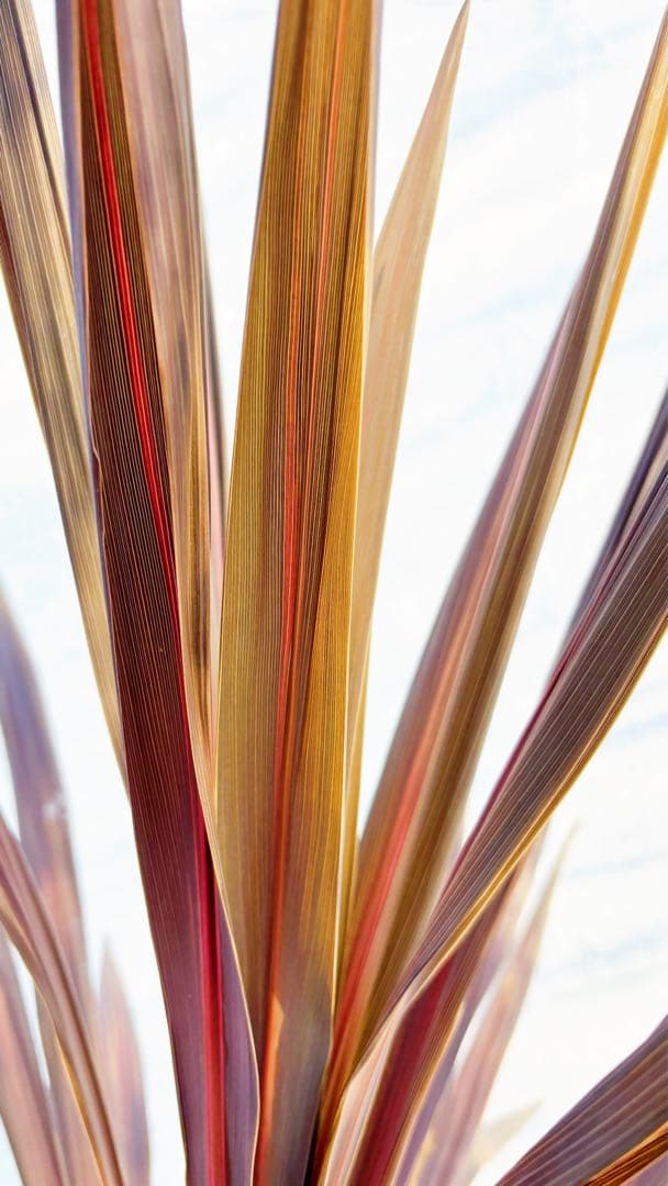 超大株！コルジリネ コーヒークラシック1.5M(鉢底から)品番C☆数量限定セール