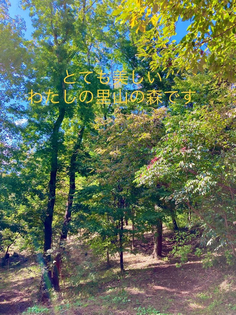 希少縁起木！天然木斛【年輪2つ！森と大自然の切り株飾り台】インテリア台＊植物台