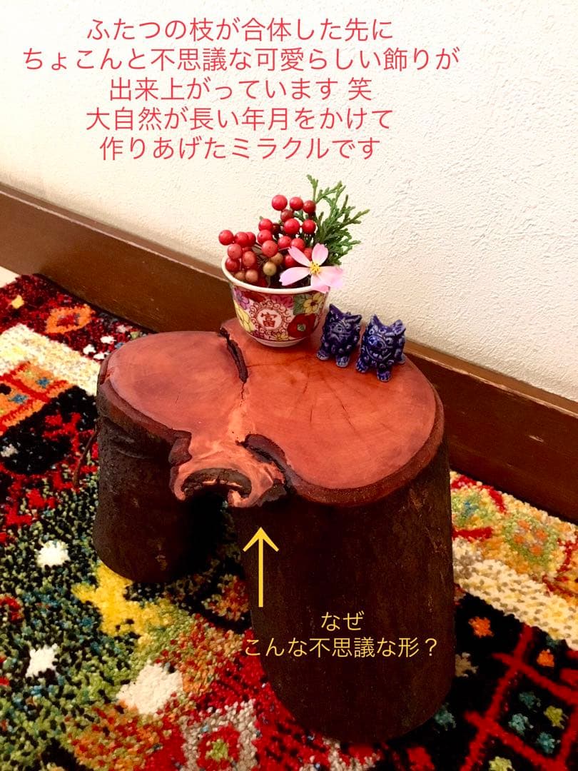 希少縁起木！天然木斛【年輪2つ！森と大自然の切り株飾り台】インテリア台＊植物台