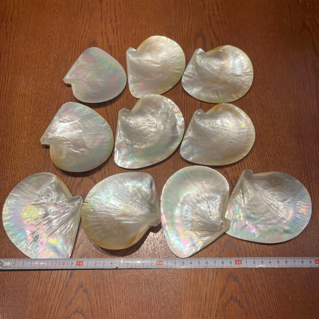 美品　オーストラリア産　磨き　シロチョウガイ　10枚セット　貝ボタン