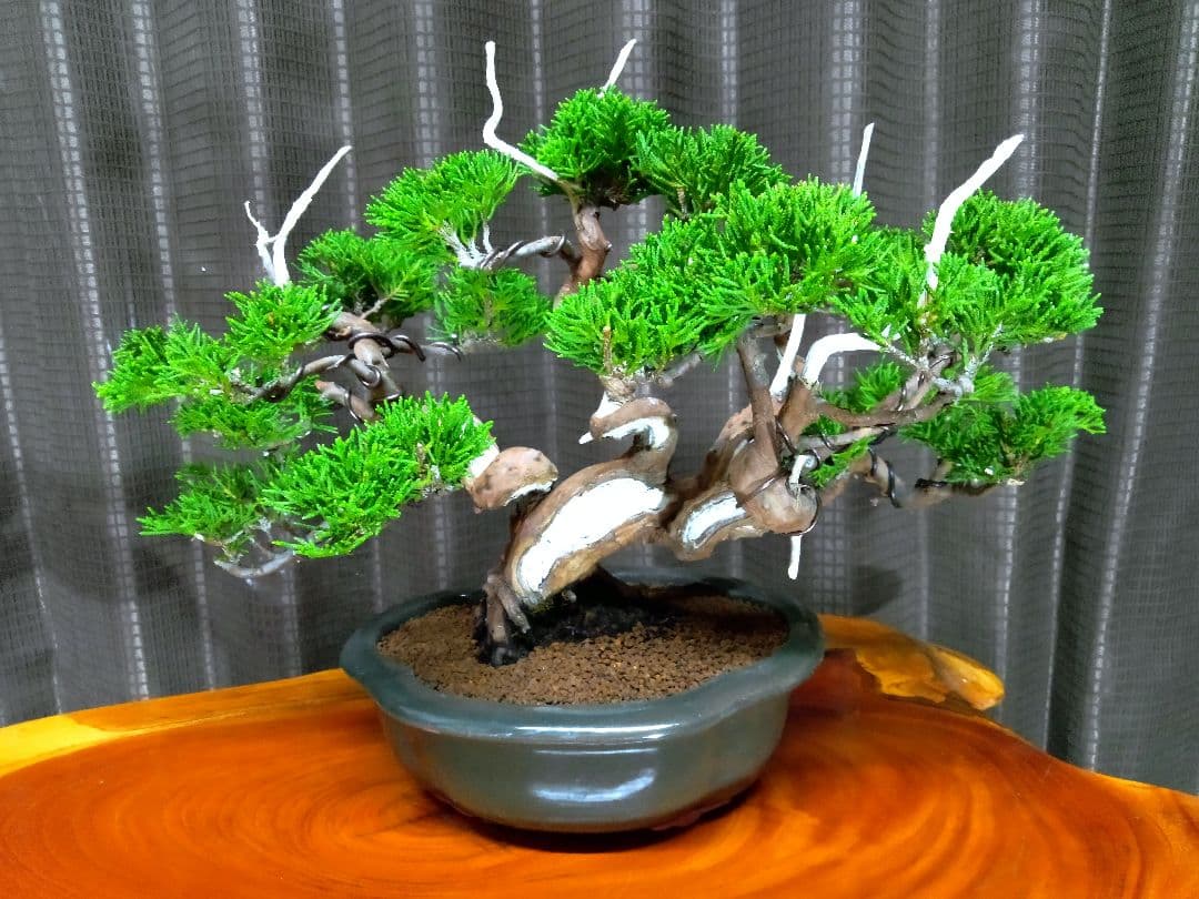 【小品　糸魚川真柏盆栽】　　　⭕小品No.1お気に入り品 ★あきちゃん様…専用★