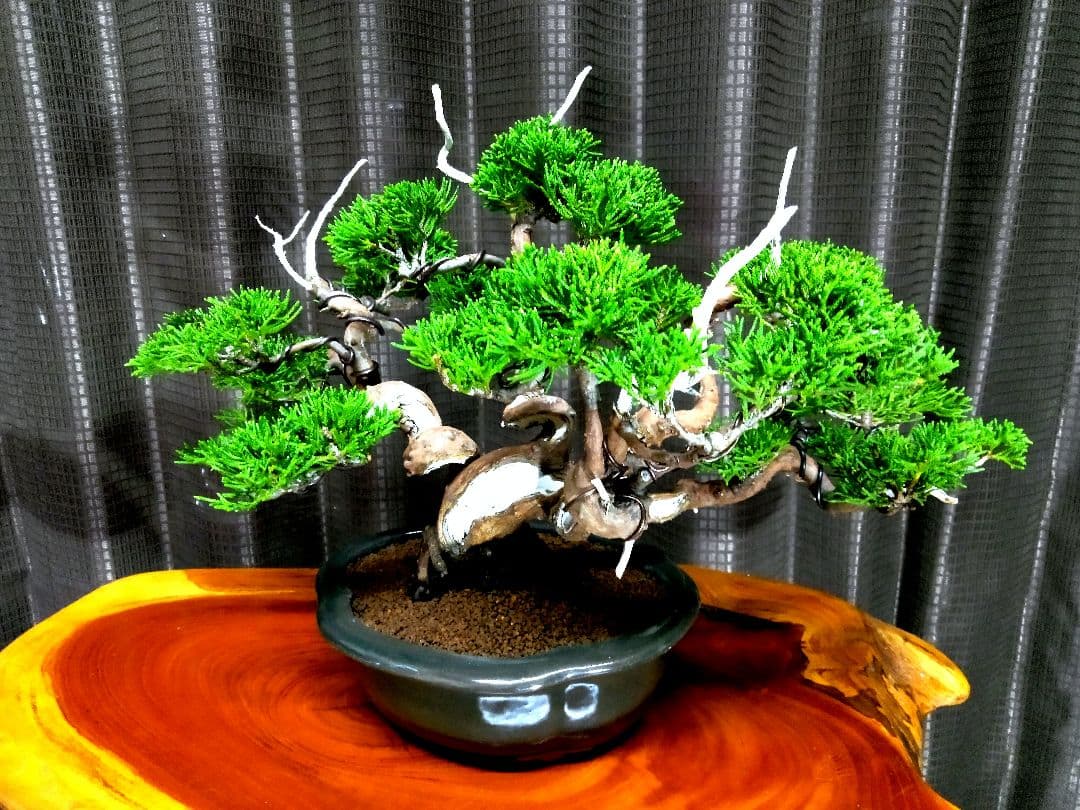【小品　糸魚川真柏盆栽】　　　⭕小品No.1お気に入り品 ★あきちゃん様…専用★
