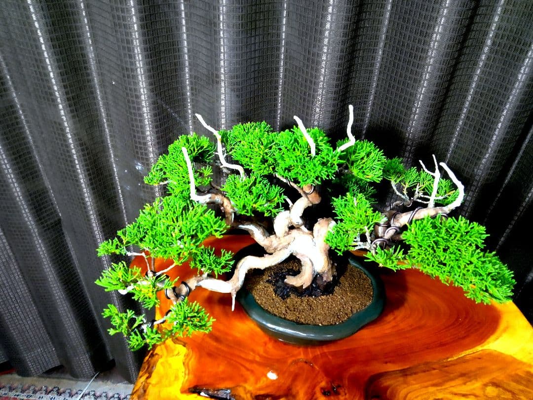 【小品　糸魚川真柏盆栽】　　　⭕小品No.1お気に入り品 ★あきちゃん様…専用★