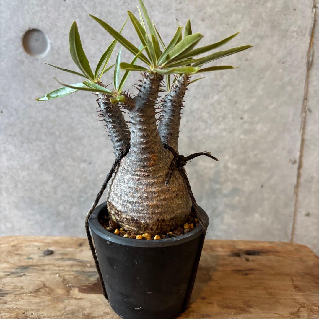 【本日限定SALE】超美形 グラキリス3 パキポディウム 現地球株