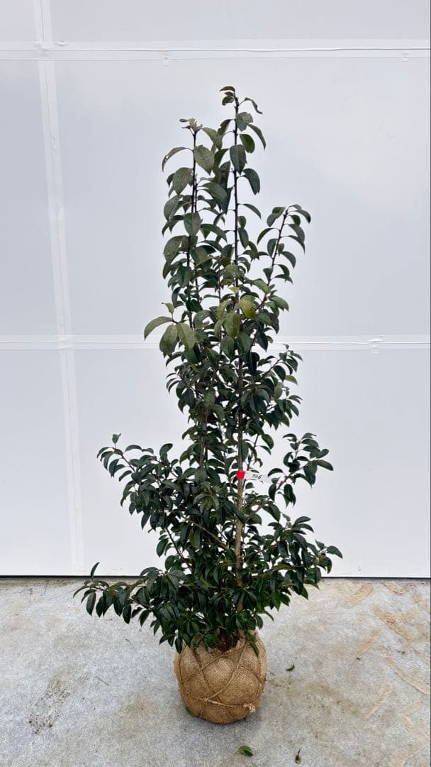 手頃なサイズ お庭の主役にどうぞ ソヨゴ 726 樹高1.4m位 株立 常緑樹