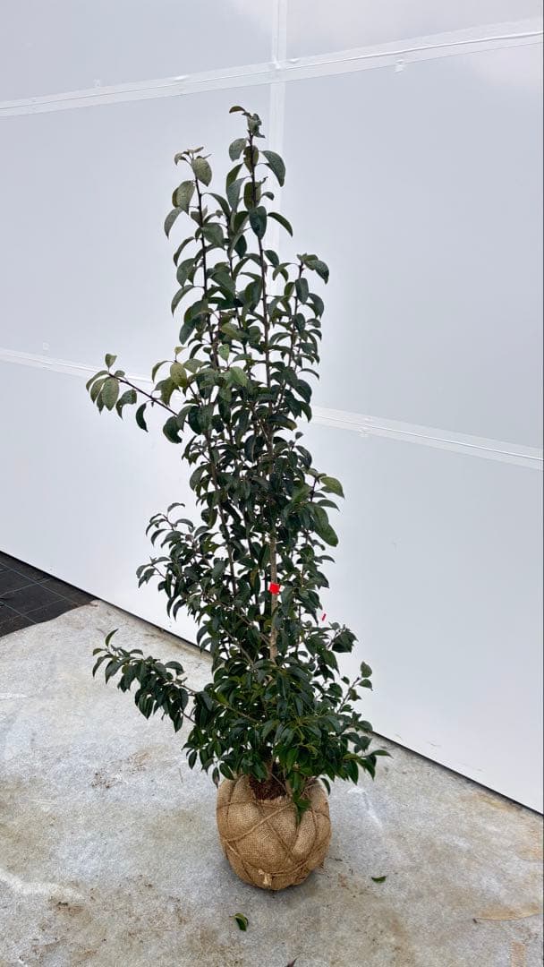 手頃なサイズ お庭の主役にどうぞ ソヨゴ 726 樹高1.4m位 株立 常緑樹