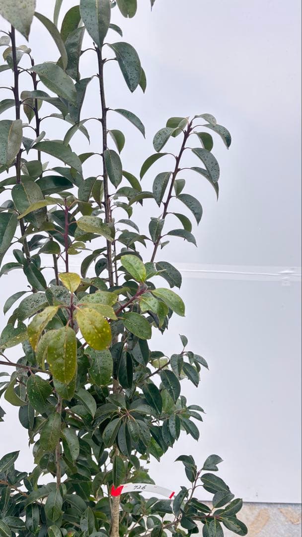 手頃なサイズ お庭の主役にどうぞ ソヨゴ 726 樹高1.4m位 株立 常緑樹