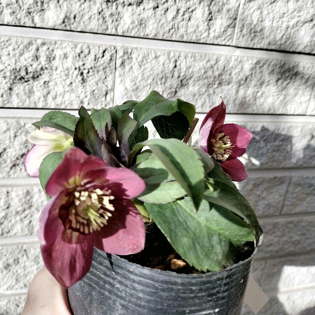 クリスマスローズ　sdポーセリン系　原種交配　大木ナーサリー　宿根　バラ　苗　鉢