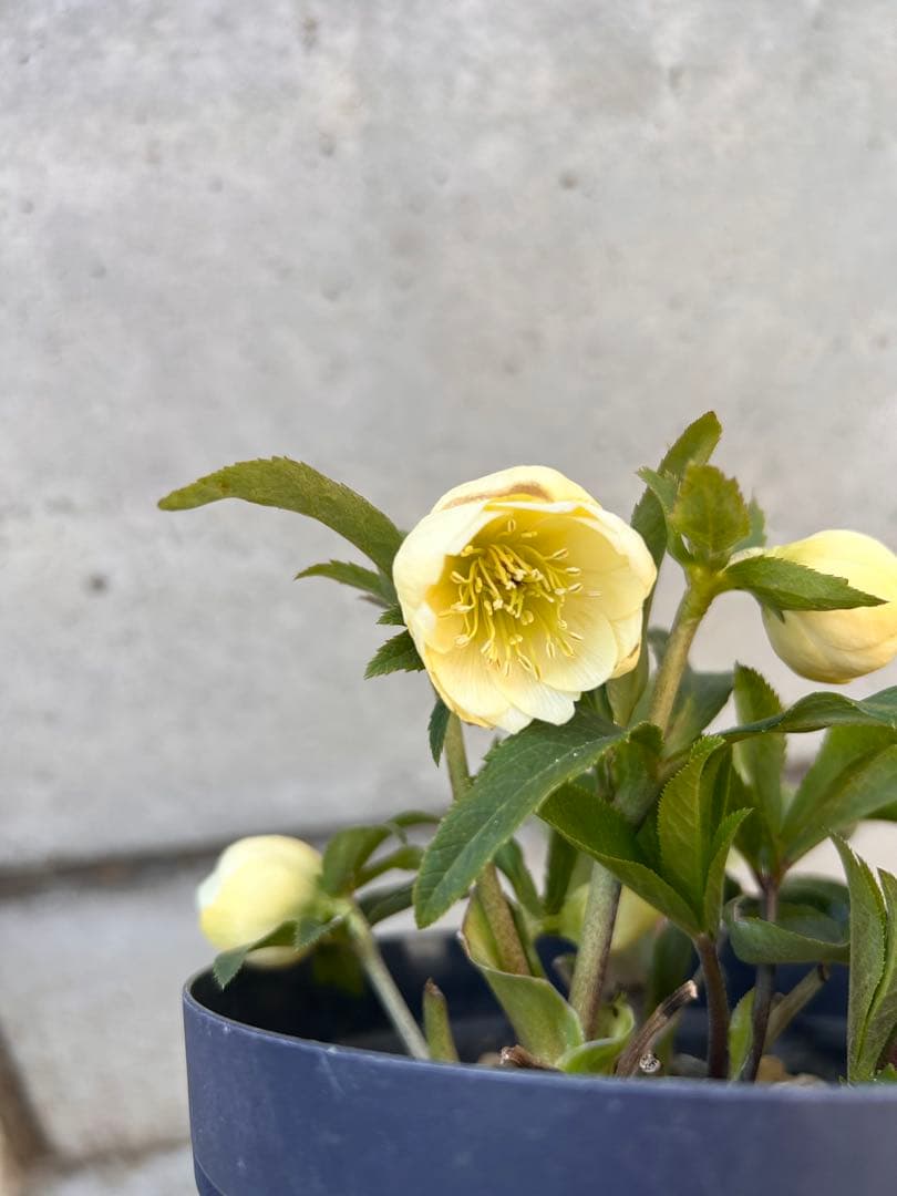 認定手毬　ころころクリスマスローズ