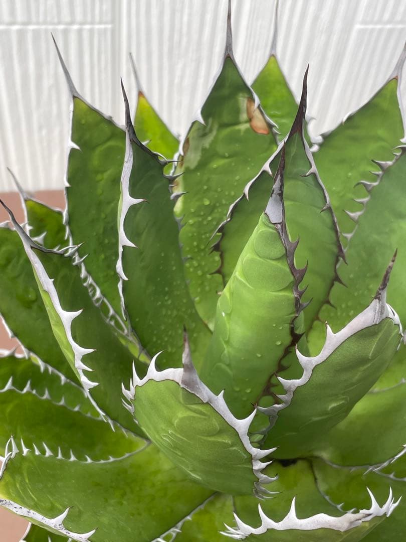 アガベ ホリダ 大株❗️ 子株付き❗️