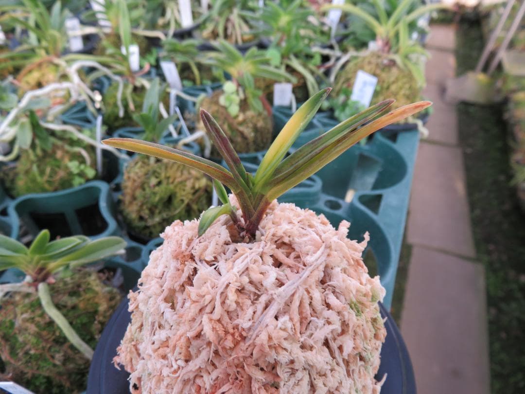 金牡丹縞（金紗墨系）