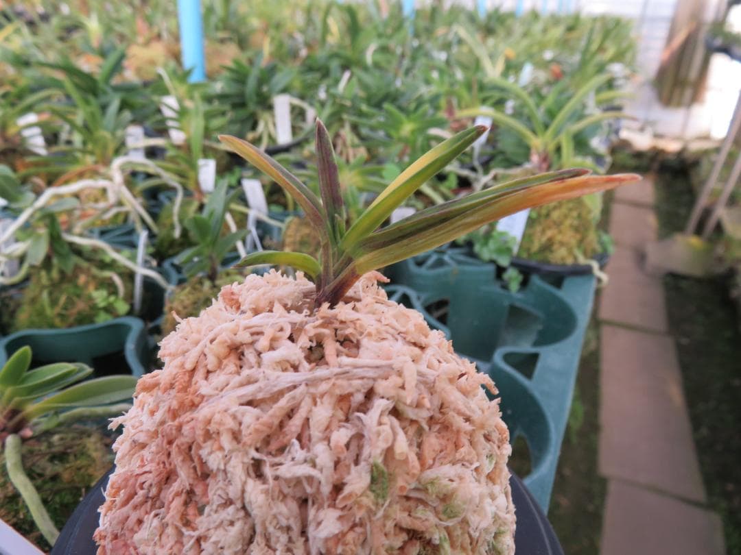 金牡丹縞（金紗墨系）