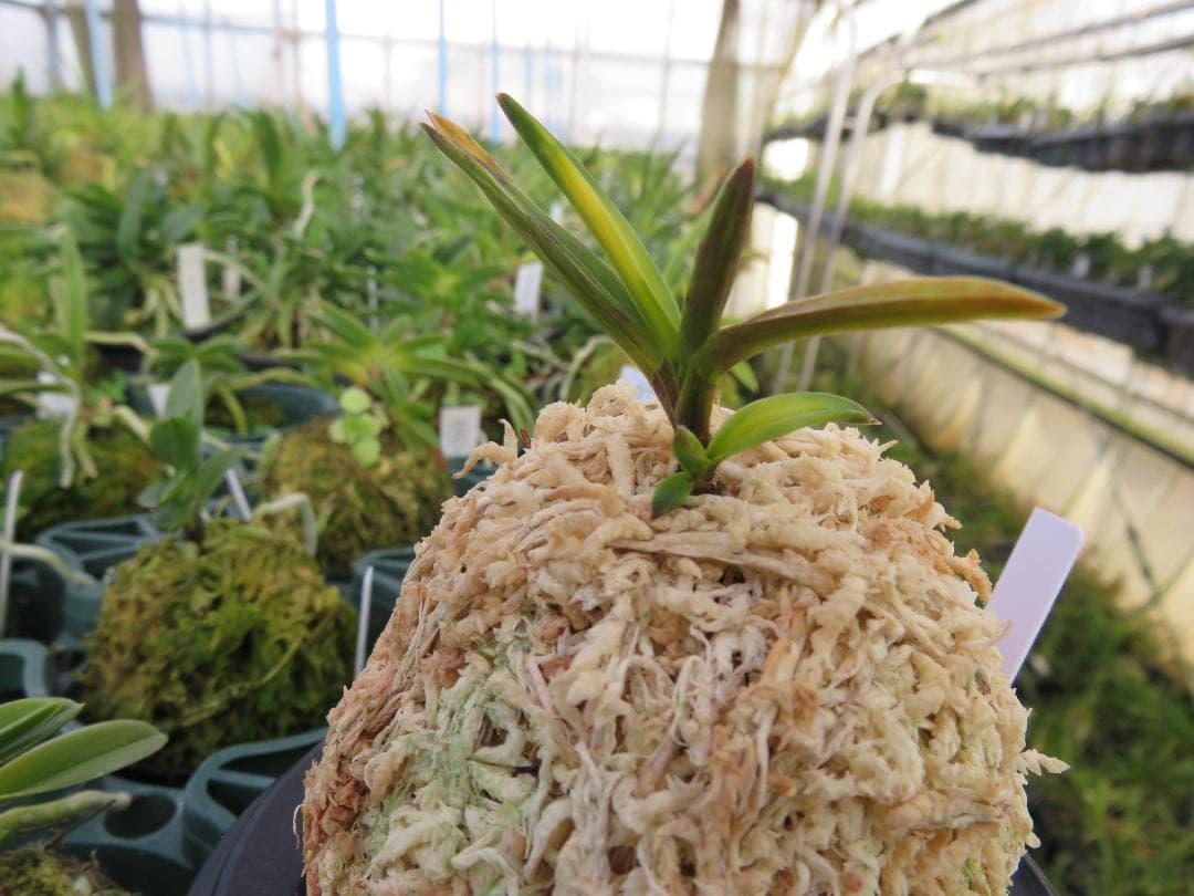 金牡丹縞（金紗墨系）