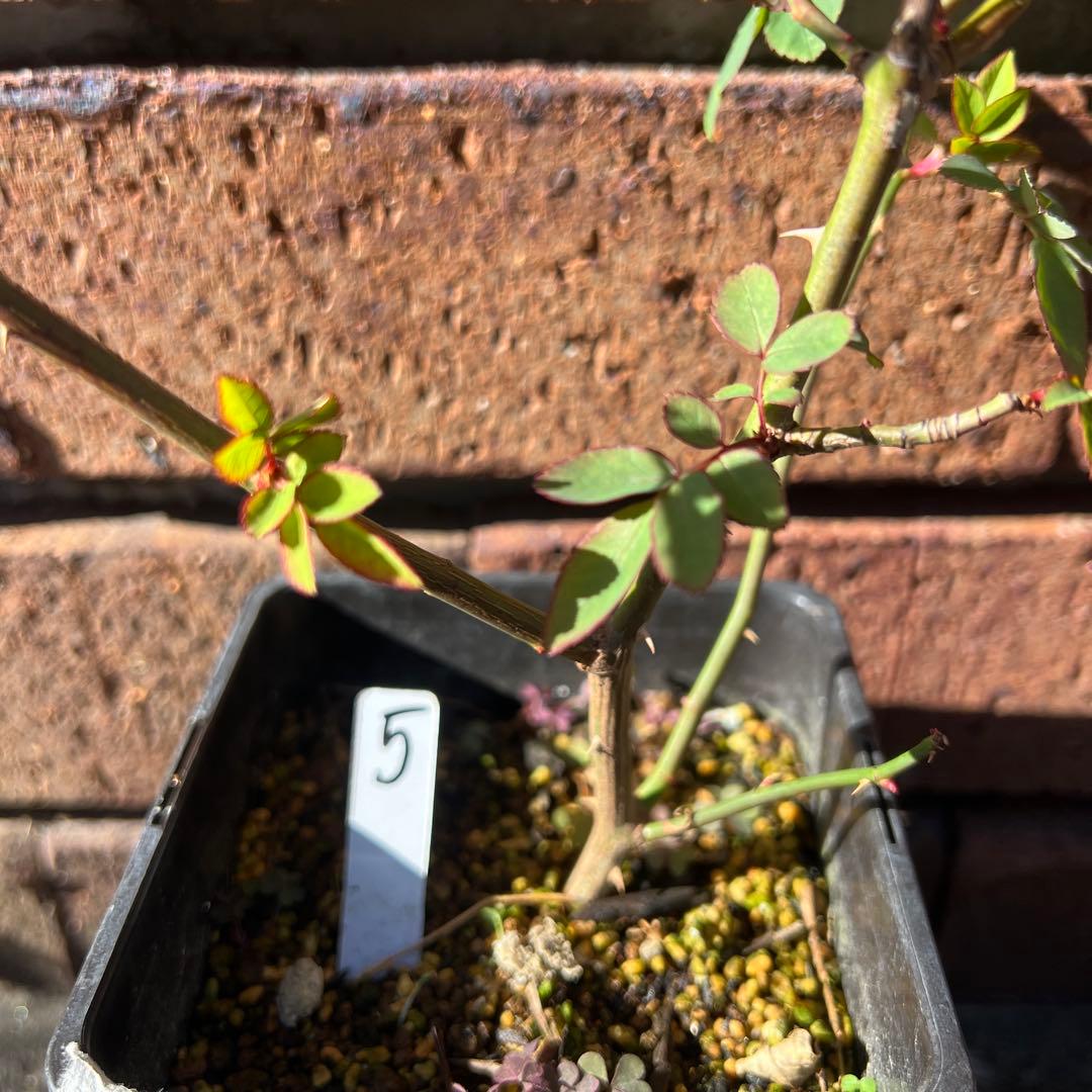 ローラダボー　フランス　挿木2年生苗