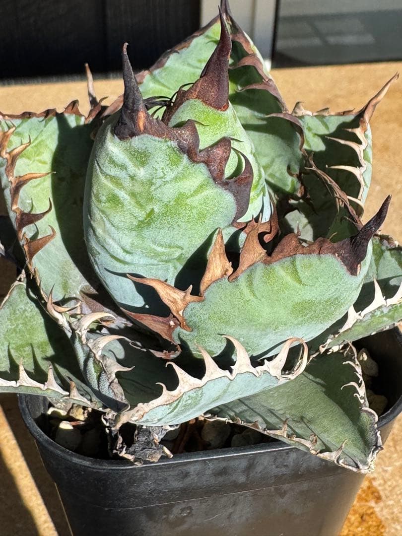 み*い様 アガベ　チタノタブルー実生