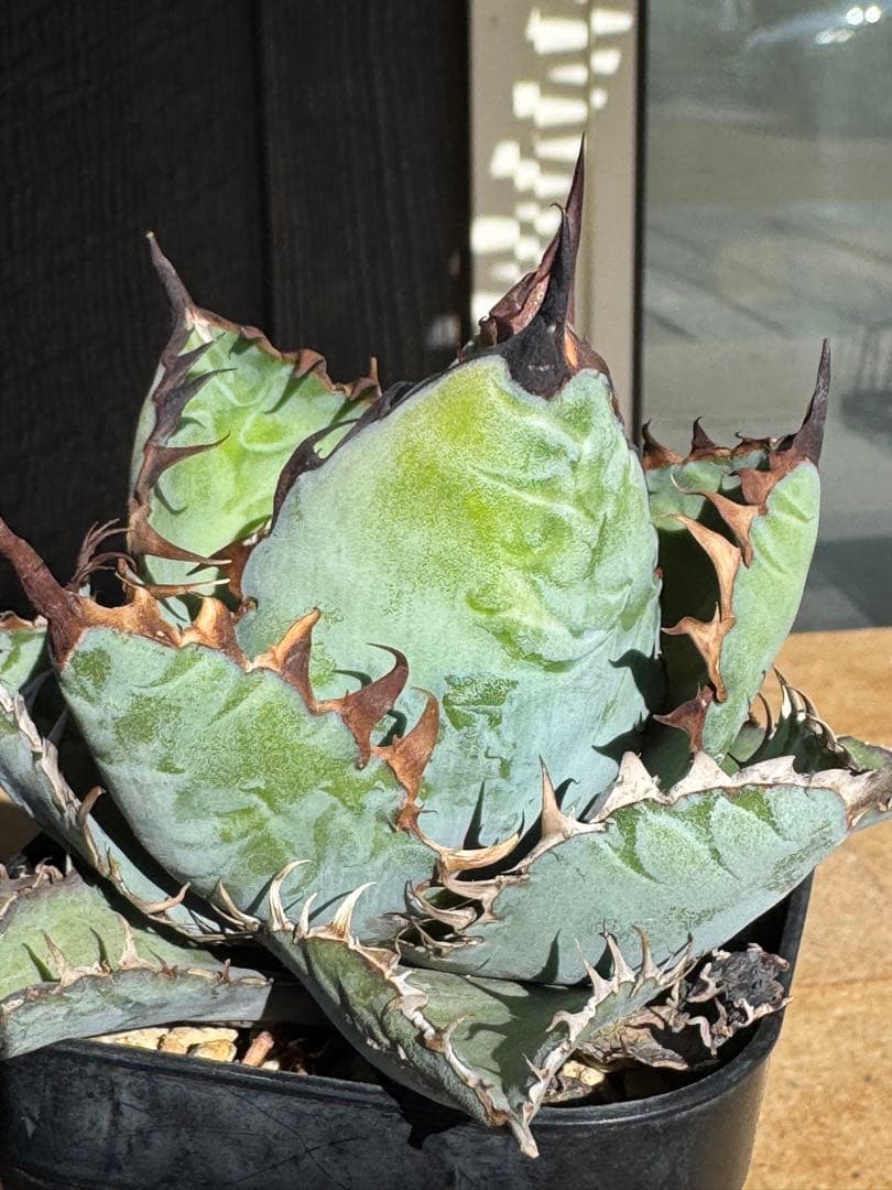 み*い様 アガベ　チタノタブルー実生