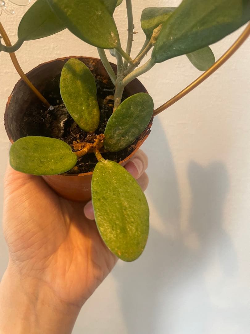 セール　美株レアホヤ　シルバーレディHoya silver lady サクララン